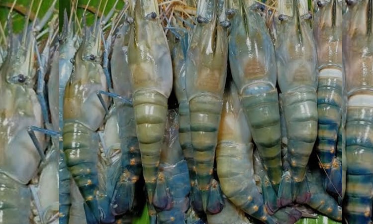 Tk 3,109cr earned by exporting 34,876.37 tonnes fish