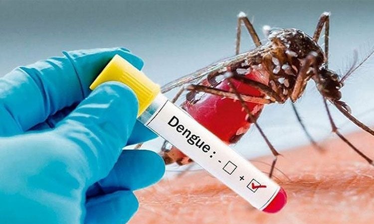Three dengue patients die, 331 hospitalized in last 24 hrs