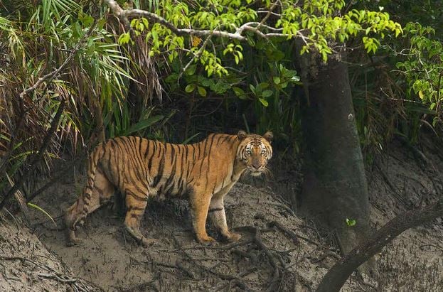 Initiatives taken to enhance 25 percent tiger population in next 10 years in Sundarbans