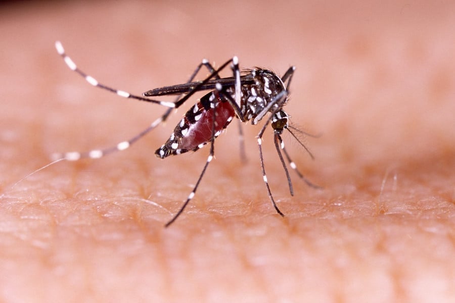 Health officials report 2 deaths, 386 fresh cases of dengue inflection overnight