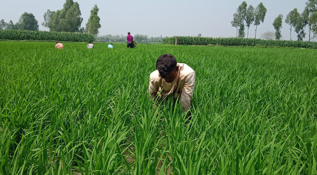 Target set to cultivate Aman on 2.6 lakh hectares in Dinajpur