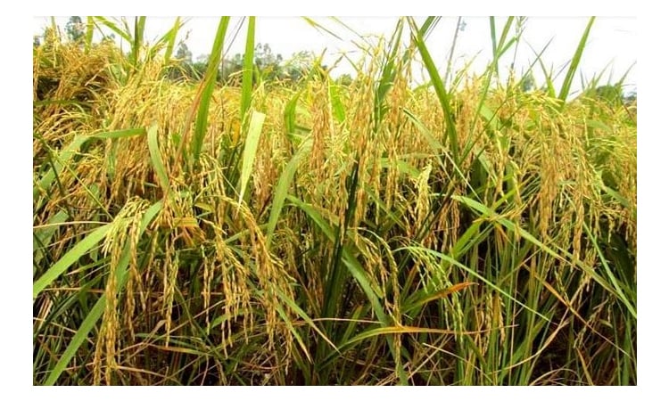 Aush harvesting going on in full swing in Manikganj