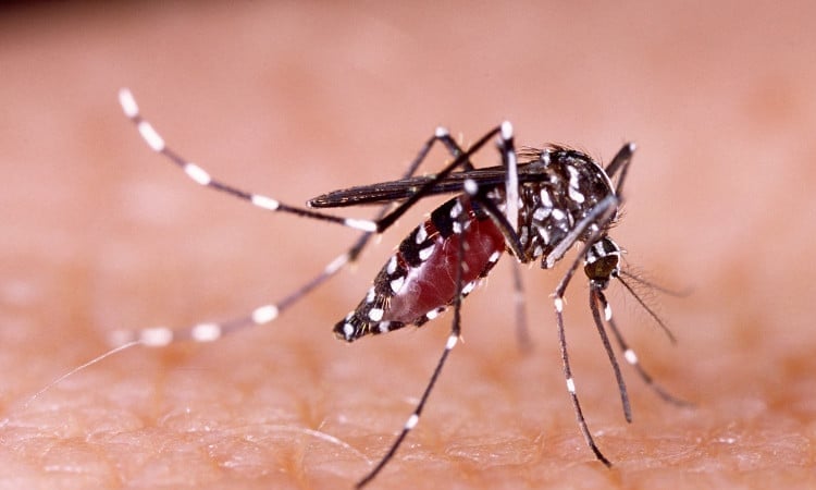 Health officials report 138 fresh cases of dengue inflection overnight