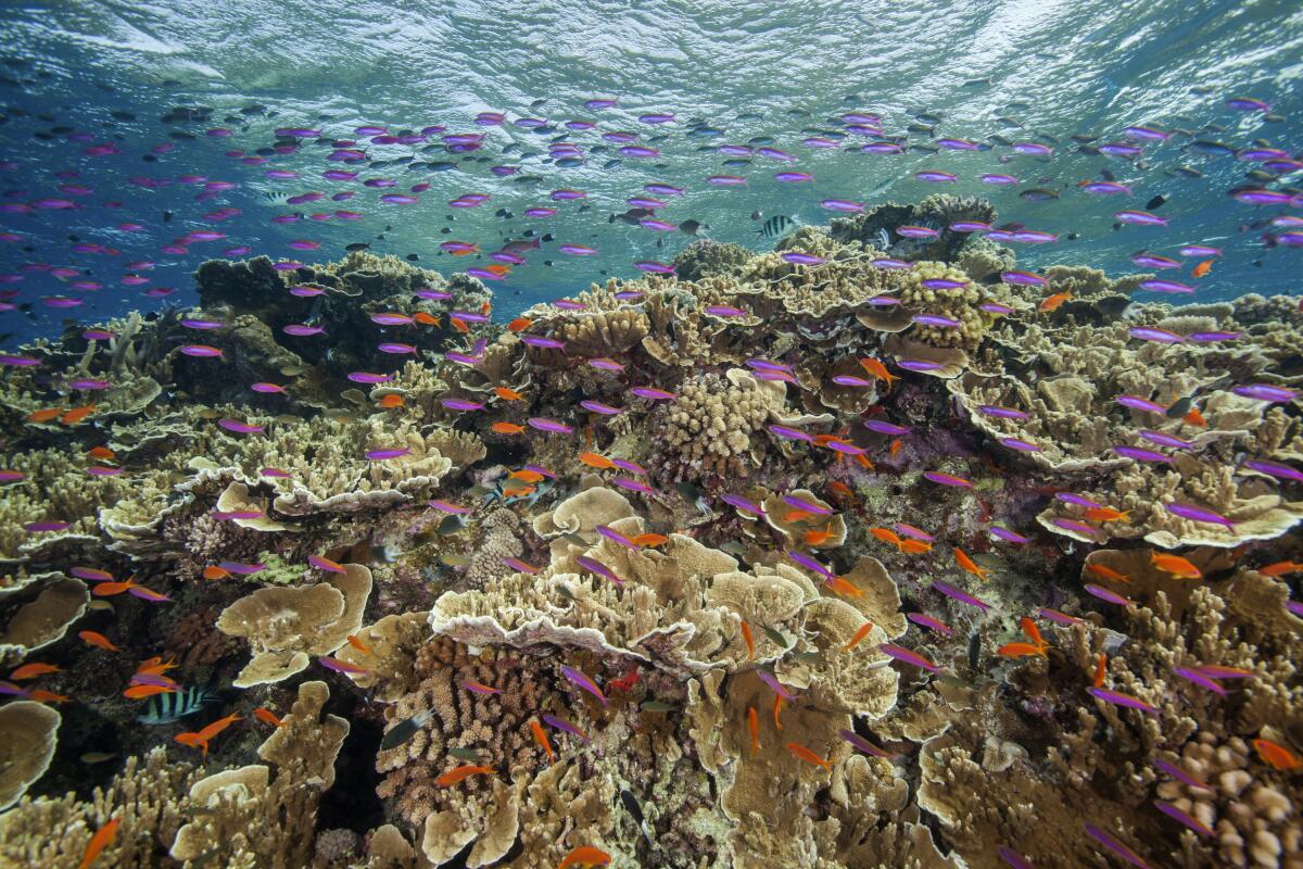 Great Barrier Reef suffers most widespread bleaching on record