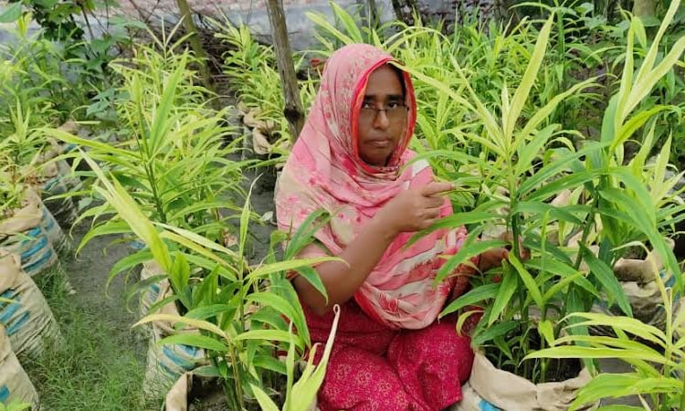 Reena becomes self-reliant through farming ginger in sacks
