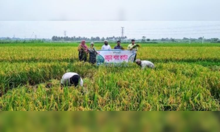 Rupsa farmers get profit cultivating four crops on same land