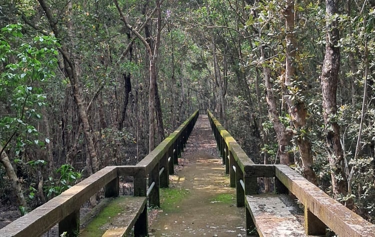 A promising tourism center is developing in Sundarbans to attract tourists