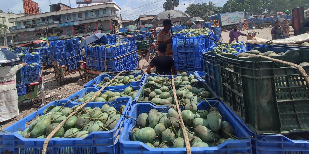 Mango export may change Rajshahi region's agro-economic scenario 