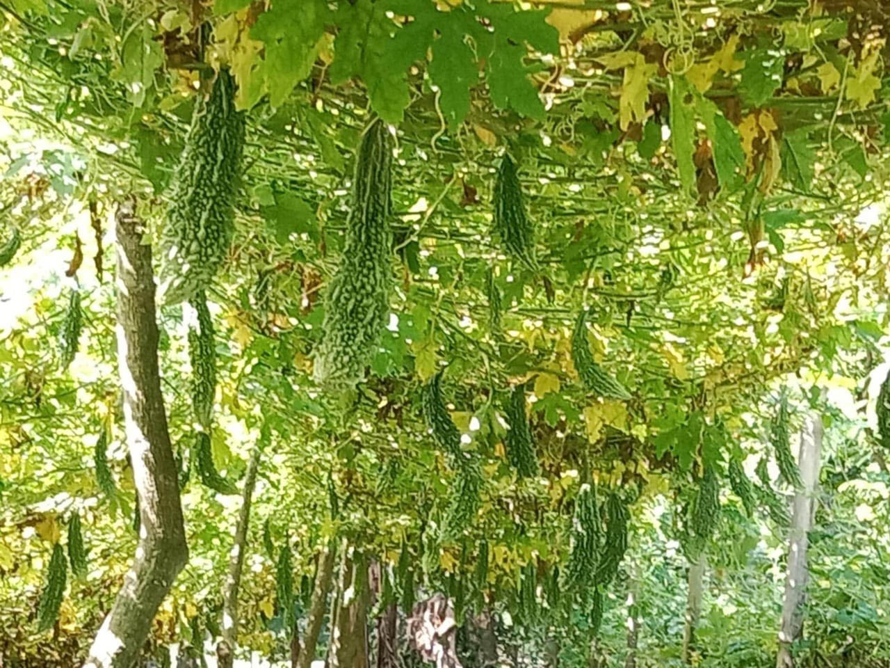 Farmer happy with bumper vegetable yield in Patuakhali