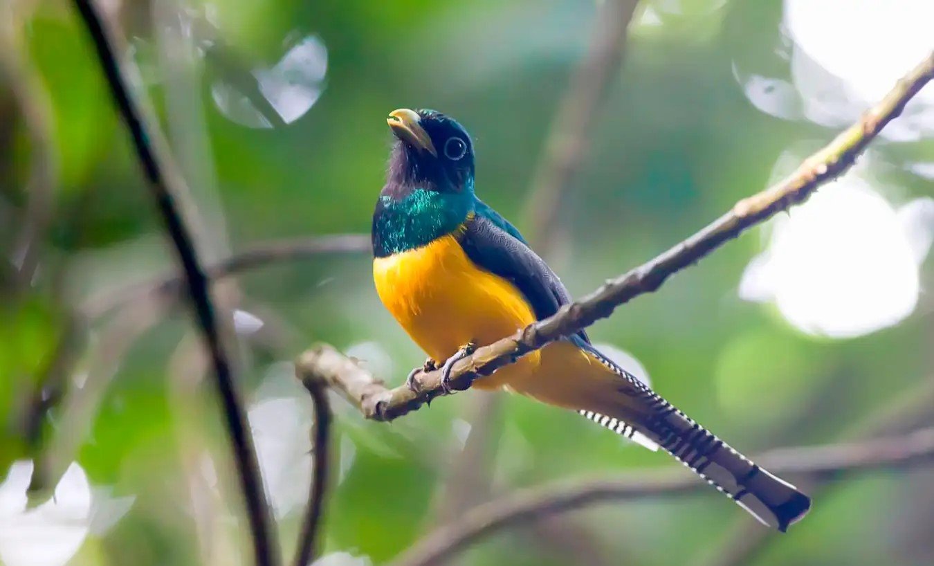 Climate heat extremes driving tropical bird decline: study 