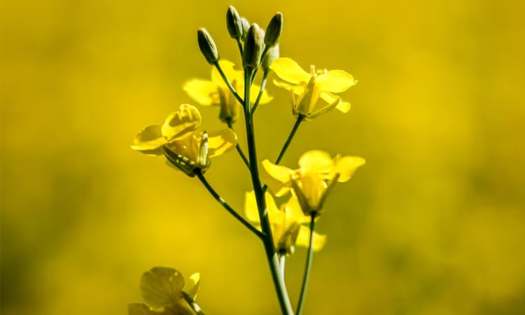 Canada says 'disappointed' at new China canola duties