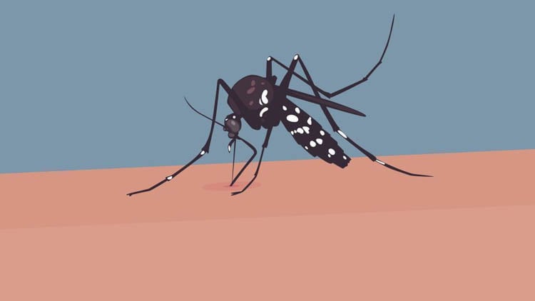 252 more dengue cases reported in 24 hours across country 