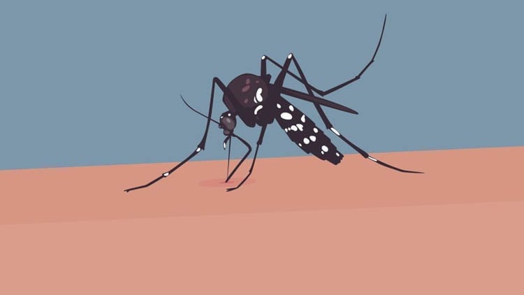 202 more dengue cases reported in 24 hours