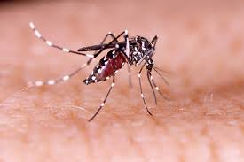 One more dies of Dengue, 466 hospitalized in 24 hours