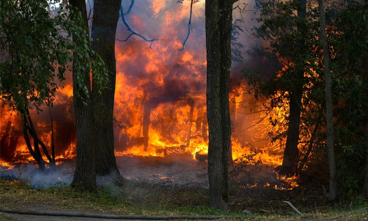 Wildfires scorch 30,000 more hectares in Spain