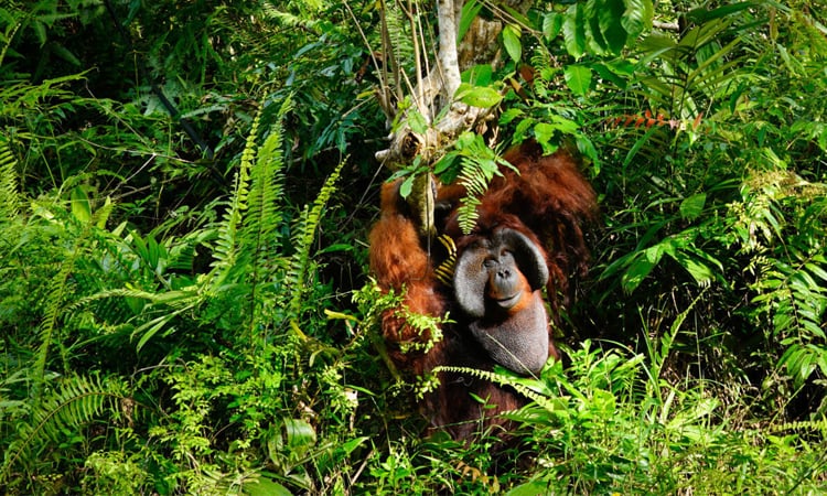 US demand for RVs fuels deforestation on Indonesia's Borneo: NGOs