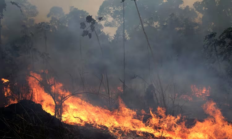 Brazil records 65 percent drop in Amazon area burned by fire
