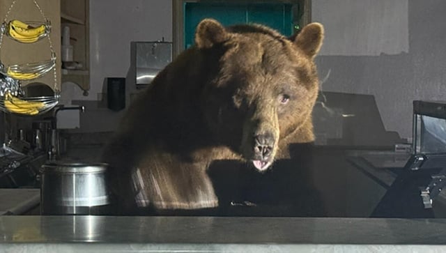 Got the scoop: Bear takes over California ice cream shop