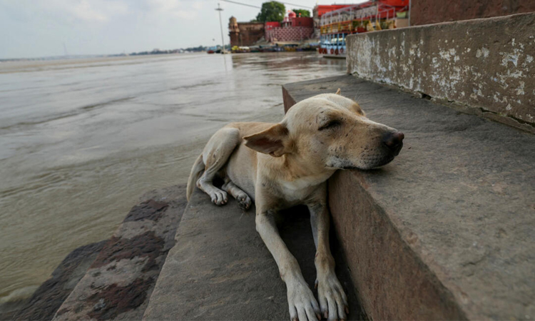 India walks back order to clear Delhi of stray dogs