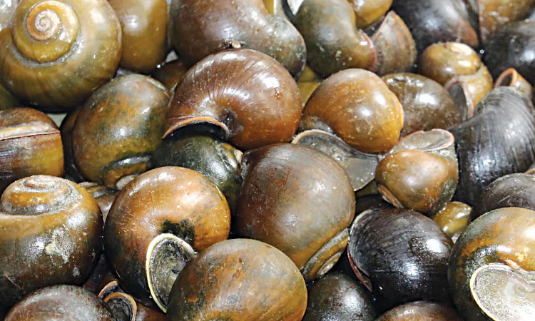 Shells of survival: ethnic minority communities thrive on river harvest