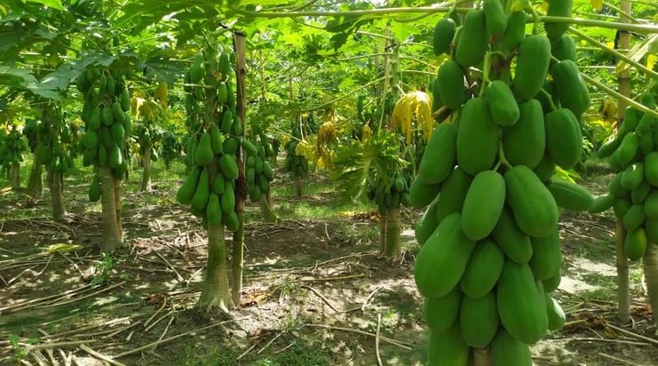 DAE hopes Tk 400cr papaya trade amid farming expansion in Tangail