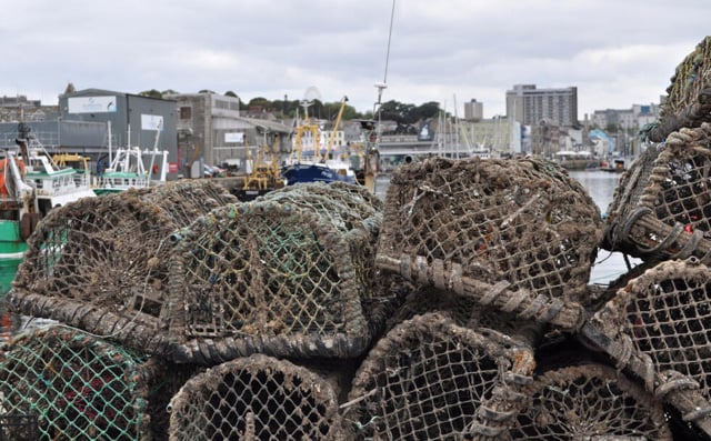 'Perfect storm': UK fishermen reel from octopus invasion