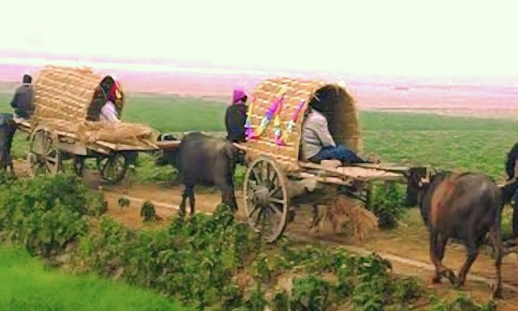 Echoes of a vanishing tradition: Buffalo cart's fading footprint in Lalmonirhat | District