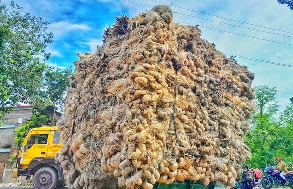 Jute prices surge at season start, boosting farmers' hopes | Agriculture News
