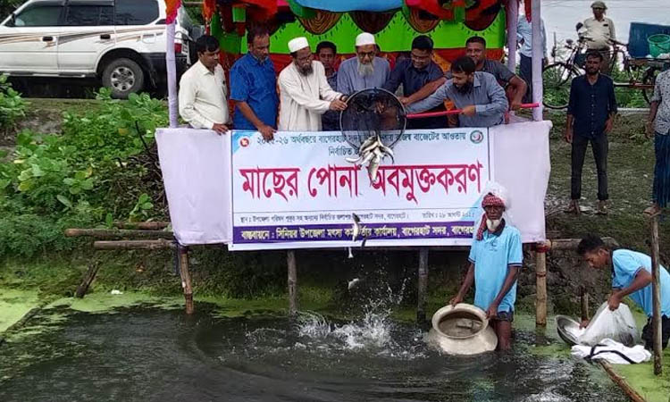 Fish fries released in Badokhali Beel and 21 ponds in Bagerhat  | District