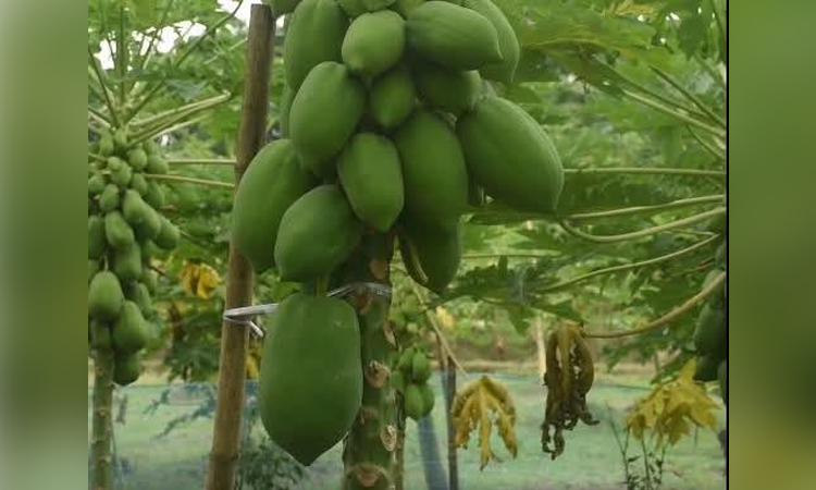 Bumper papaya production makes Manikganj cultivators happy