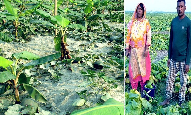 'Relay, mixed-relay crop cultivation can increase agro-production'