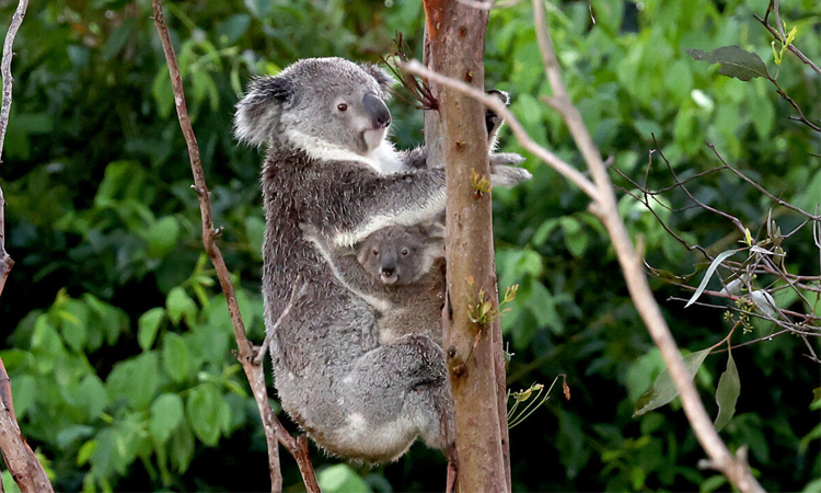 Australia halts logging for koala haven on eastern coast | International