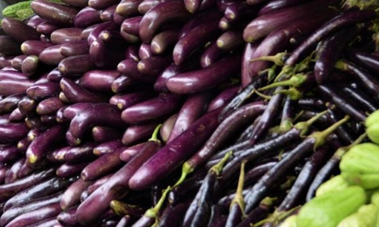 HSTU achieves success in cultivating poison-free brinjal