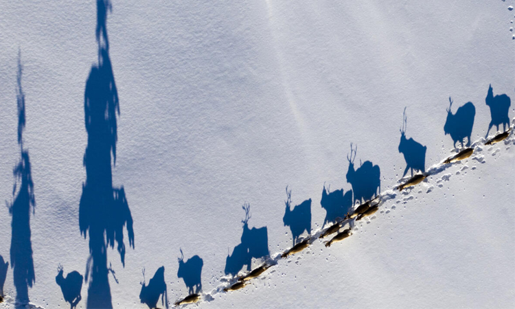 Sweden's Sami fear for future amid rare earth mining plans | International