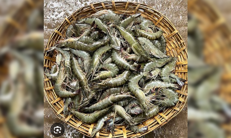 Bagerhat ranks second in white gold shrimp production