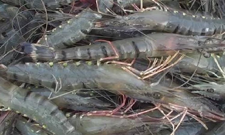 Bagerhat's shrimp boom: 'white gold' turns coastal district into aquatic powerhouse