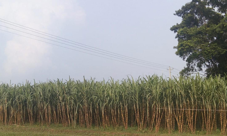 Sugarcane cultivation exceeds target in Manikganj