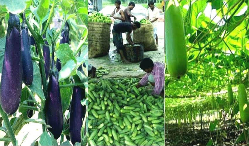 Farmers are benefiting from farming vegetables in Rangpur region