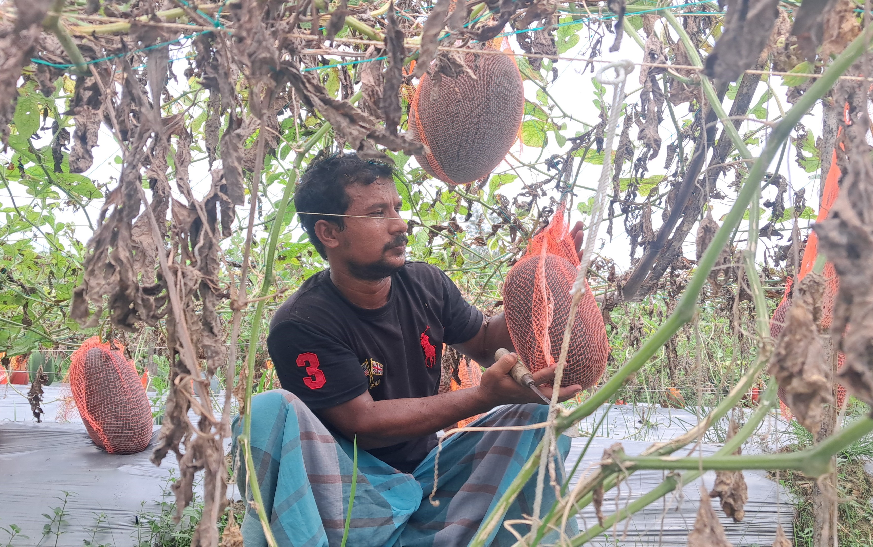 Farmer succeeds in off-season Black Queen watermelon cultivation in Kishoreganj