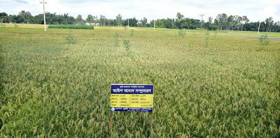 Farmers are happy with bumper yield of BRRI-98 in Dinajpur