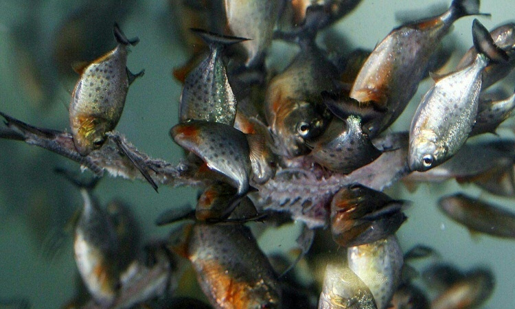 Sri Lanka to ban predatory pet fish to protect ecosystems