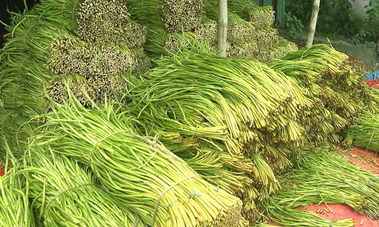 Cumilla's taro stem exports generate robust forex earnings