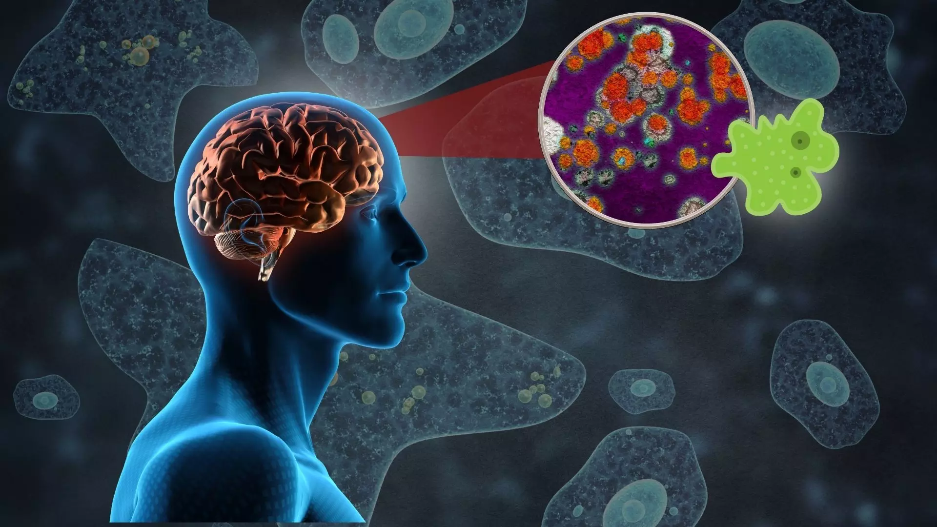 India health alert after 'brain-eating' amoeba rise
