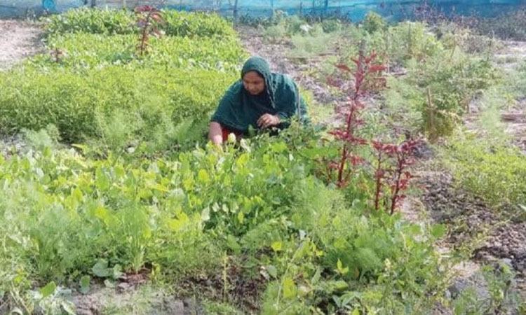 Rabeya’s agro-farm brings financial solvency  