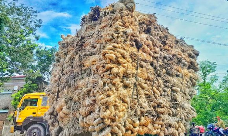 Golden fibre boosts farmers' hopes, prosperity in Faridpur | District