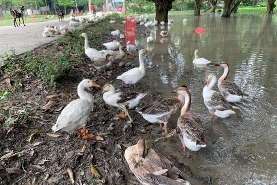 Swan rearing becoming popular in Meherpur, offering profit, economic stability