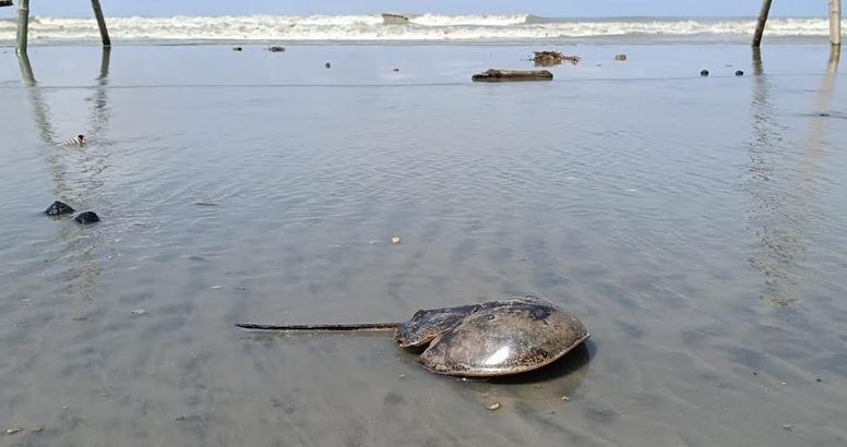 Rare Raj Crab rescued from Kuakata