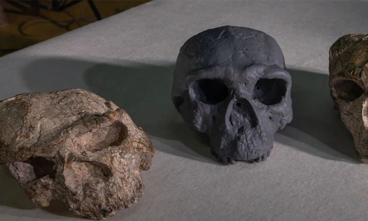 Million-year-old skull could change human evolution timeline | International