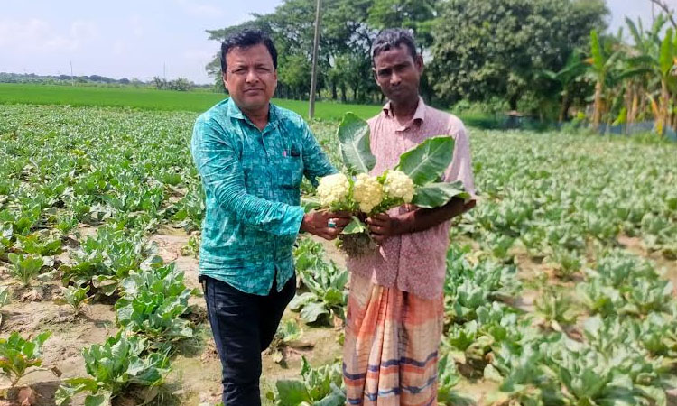 Farmers in Rajshahi turning to advanced cauliflower cultivation for higher profits