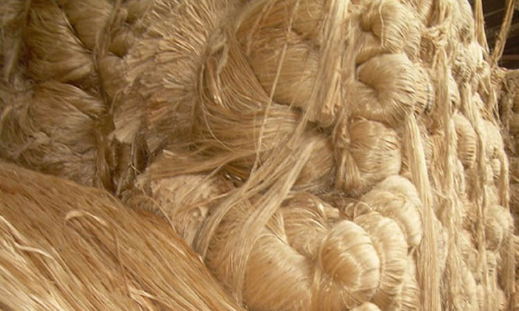 Farmers keen to cultivate jute in Dinajpur | Agriculture News